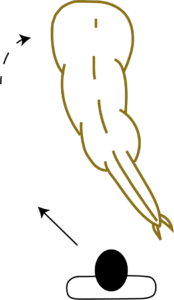 Pferd links gebogen Mensch davor - Die geheimen Zutaten exzellenter Reiter