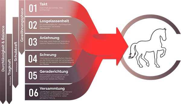 Die Ausbildungsskala des Pferdes - endlich verstehen