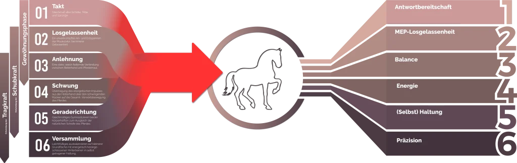 Die Ausbildungsskala des Pferdes - endlich verstehen