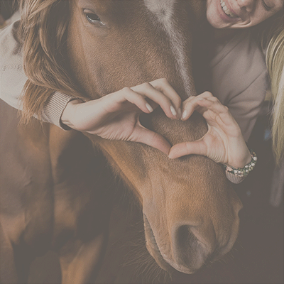Verbindung Pferd - PersönlichkeitsTest für Pferde